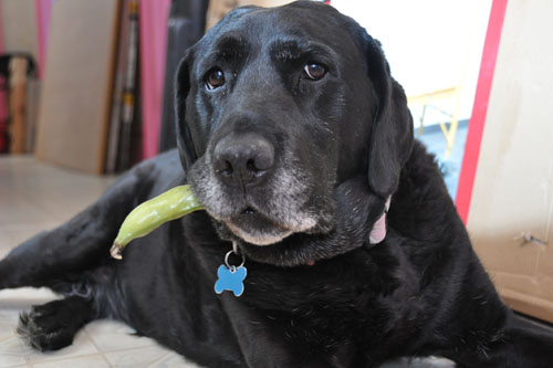 Rosie with a fava bean